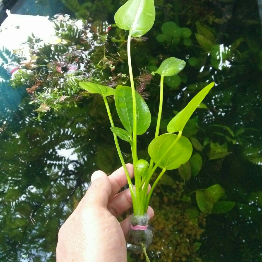 Echinodorus cordifolius