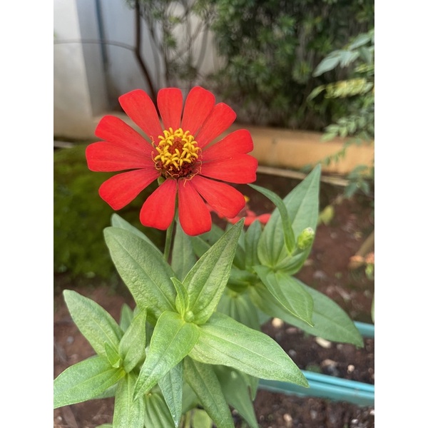 bibit biji bunga zinnia merah