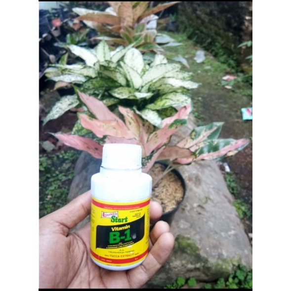 Vitamin B1 tanaman