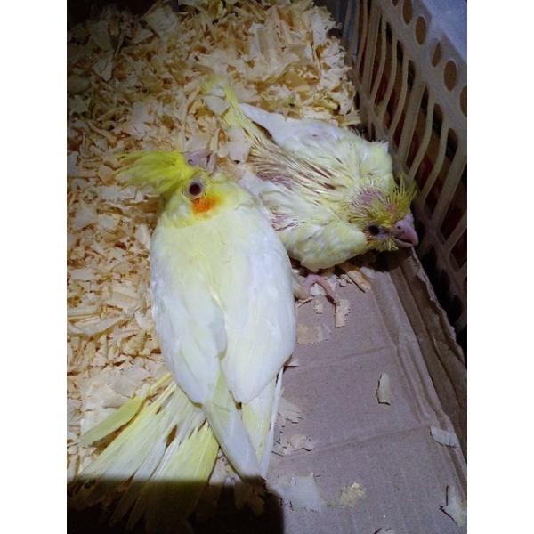 Burung Falk Cockatiel Parkit Australia lolohan jinak untuk anak anak