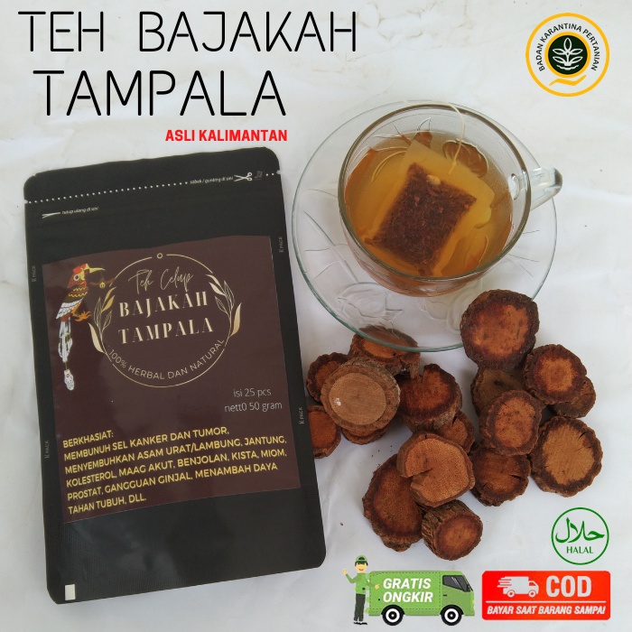 

TEH AKAR BAJAKAH TAMPALA ASLI KALIMANTAN OBAT HERBAL ISI 25 PCS