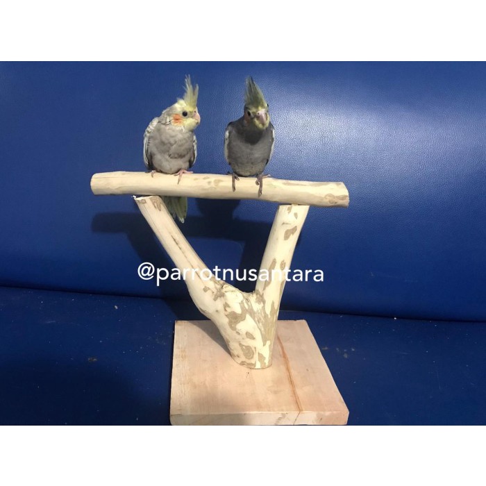 Tangkringan Burung Parrot Kayu Kopi