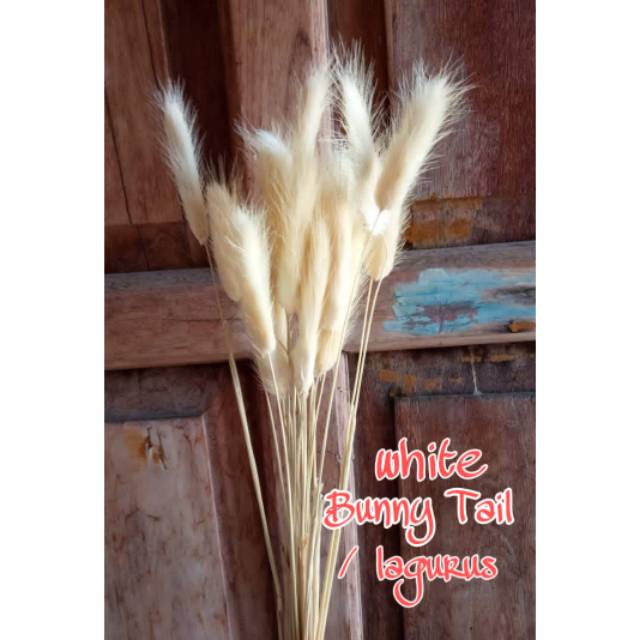 Lagurus / bunny tail putih import, bunga kering,  lagurus putih,  dried flower
