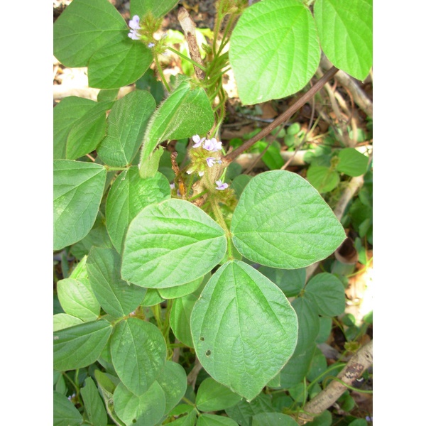 Kedai Benih Bibit Calopogonium Mucunoides ~ 100 Biji