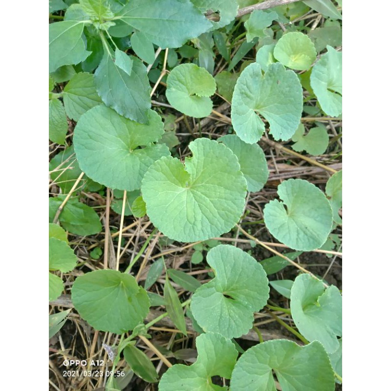 

daun pegagan atau daun antanan segar 500 gram