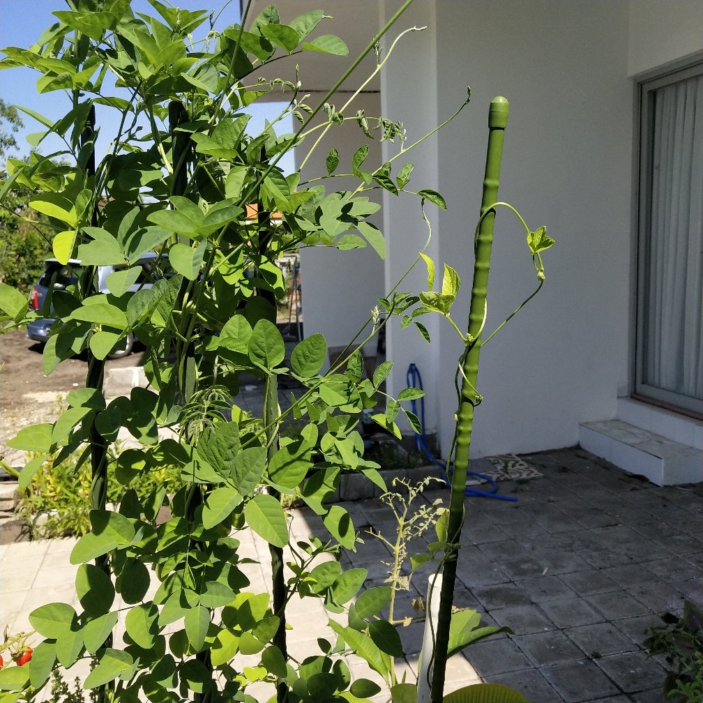 Ajir Tanaman Merambat Model Lurus 150 Cm