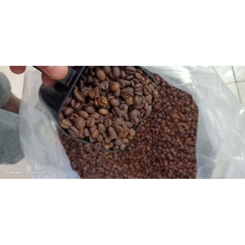 

Robusta