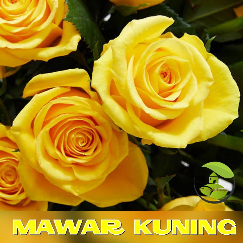 Benih Biji Bunga Mawar Kuning