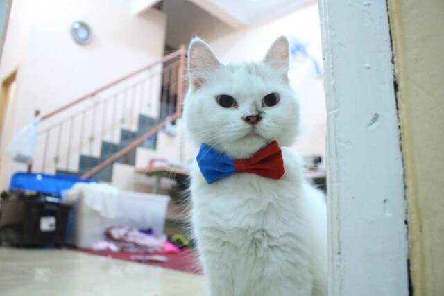 Half bowtie / dasi kucing / dasi lucu / dasi imut / baju kucing