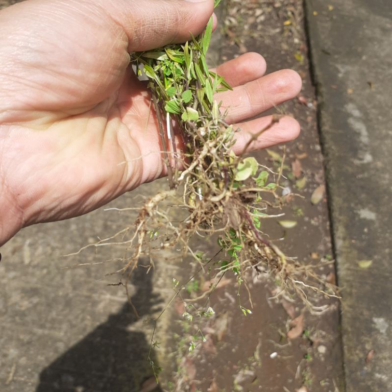 DIARY PETANI - Tanaman Akar Wangi Polygala Panyculata