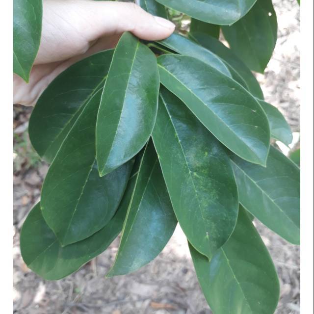 

Daun Sirsak segar