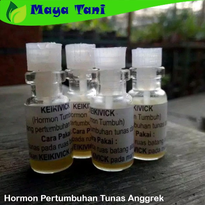 Hormon Pertumbuhan Tunas Anggrek