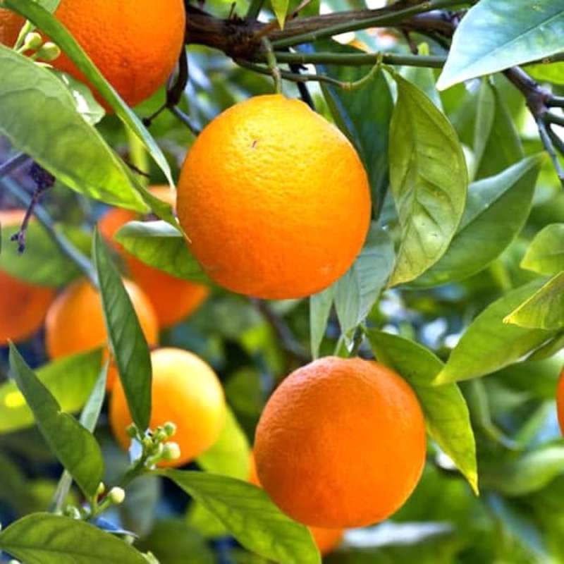 Growing orange. Кумкват апельсин Вашингтон. Апельсин Вашингтон навел. Апельсины сорт Вашингтон. Мандарины Вашингтон сорт.