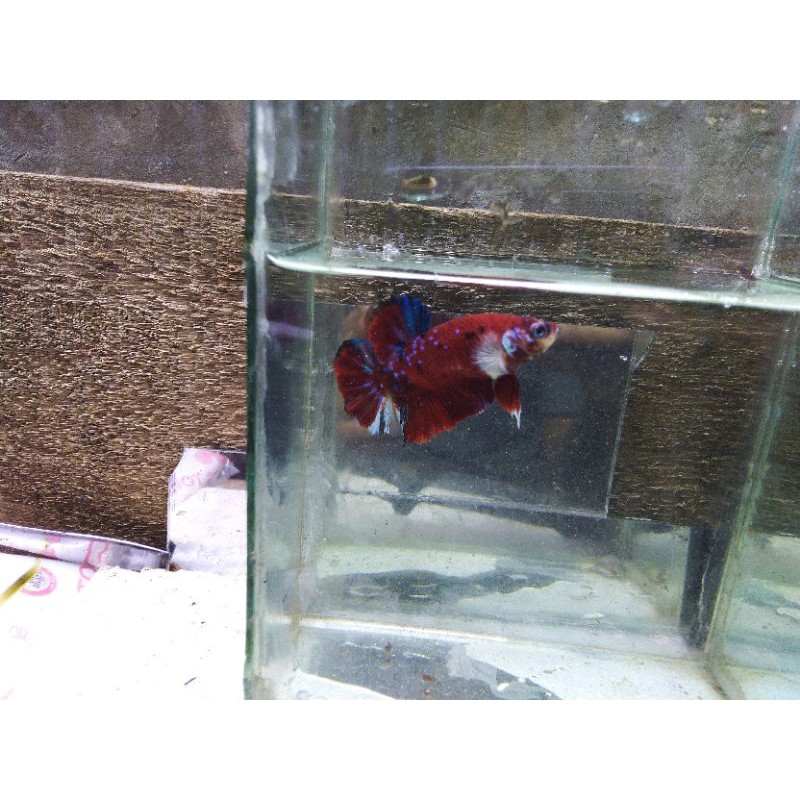 

ikancupang