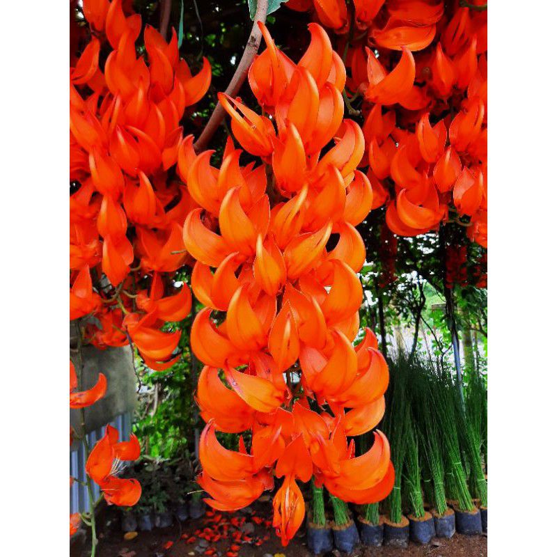 Flame of irian - Bibit tanaman Flame of irian