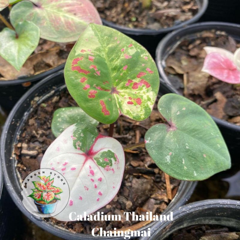 PROMO Seedling/Umbi Caladium Chaingmai - Caladium Thailand