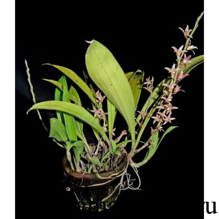 Anggrek Hutan Eria javanica adalah jenis Tanaman hias Anggrek Bunga & Tanaman