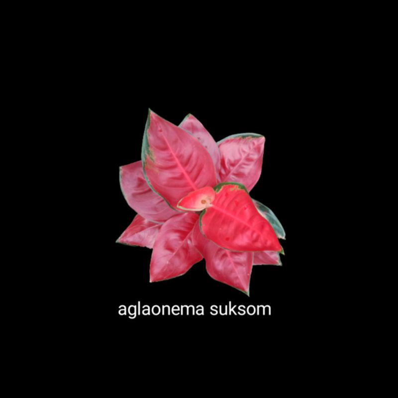 aglaonema suksom