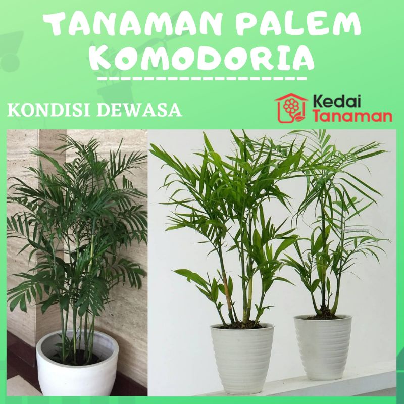 Tanaman Hidup Palem Bambu Komodoria - Tanaman Hias Palem Chamaedorea - bibit pohon Palm Comodoria