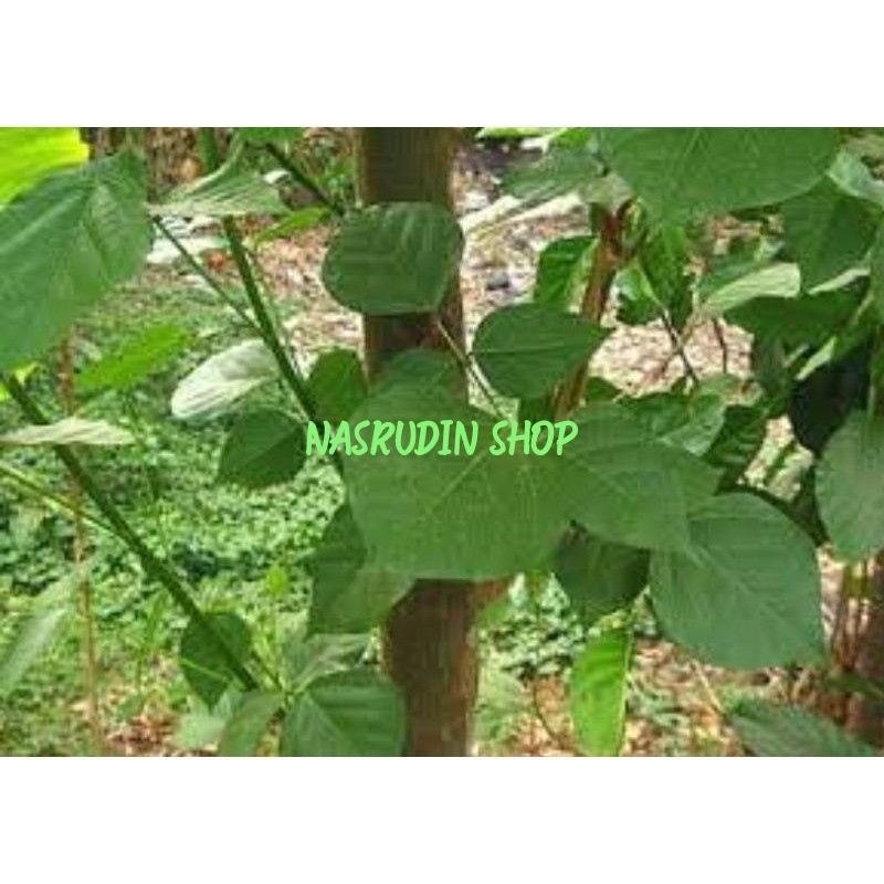 

DAUN DADAP CANGKRING SEGAR / DAUN DADAP LANGSUNG PETIK / ERYTHRINA VARIEGATA / BUKAN DADAP DURI