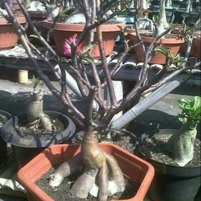 [ Paket Isi 10 Seed ] Benih - Bibit - Biji Bunga Adenium Batang Hitam Black Somalense