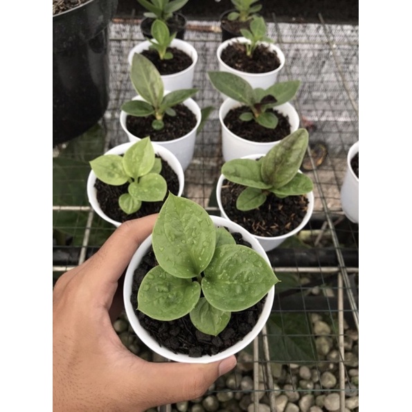 anakan jemani mangkok rosetan kualitas super - Tanaman hias anthurium jemani mangkok