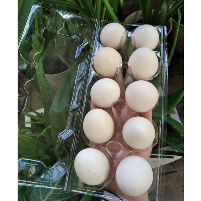 

TELUR AYAM KAMPUNG