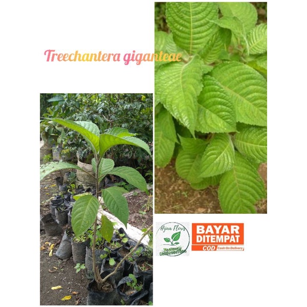 trichantera gigantea