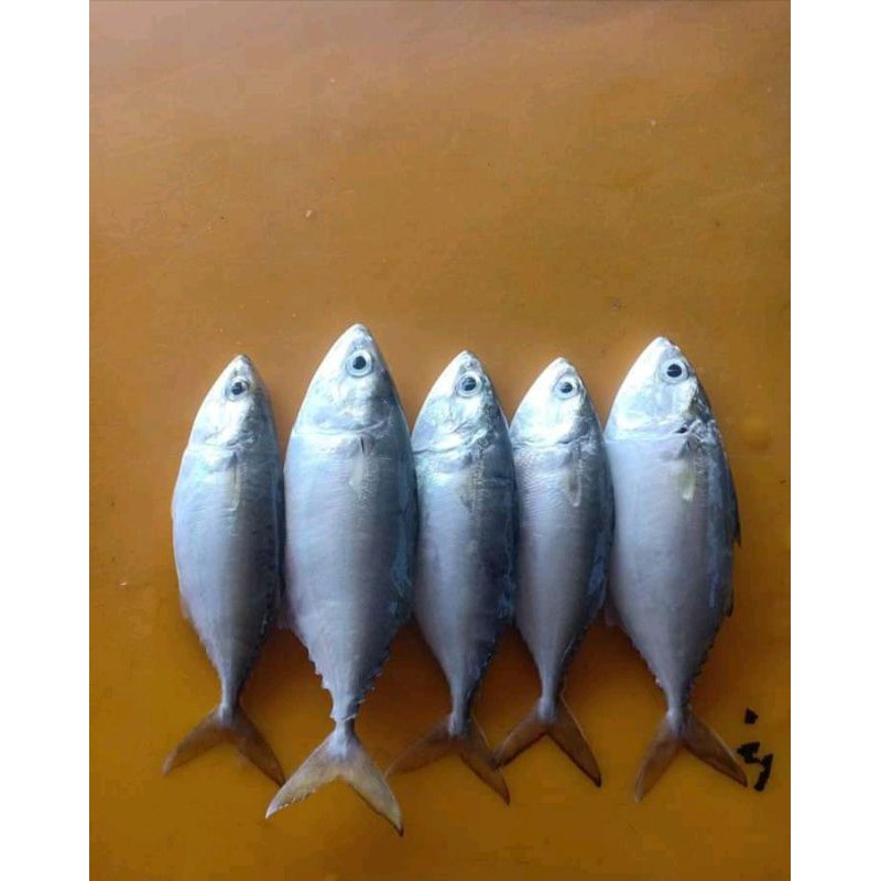 

IKAN KEMBUNG SEGAR