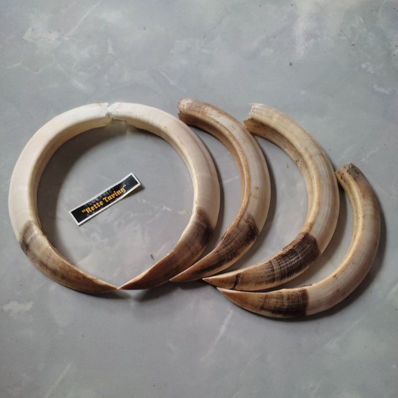 [COD] TARING BABI HUTAN ASLI - ACCESSORIES ETNIK BAHAN KETERAMPILAN.