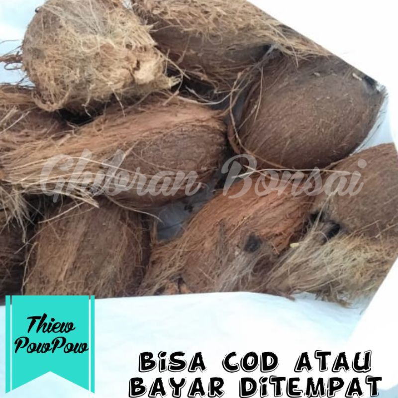 Bahan Bonsai Kelapa Puyuh Sudah Bertunas