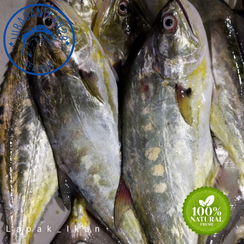 

Ikan Talang~Talang Segar 1~Kilogram