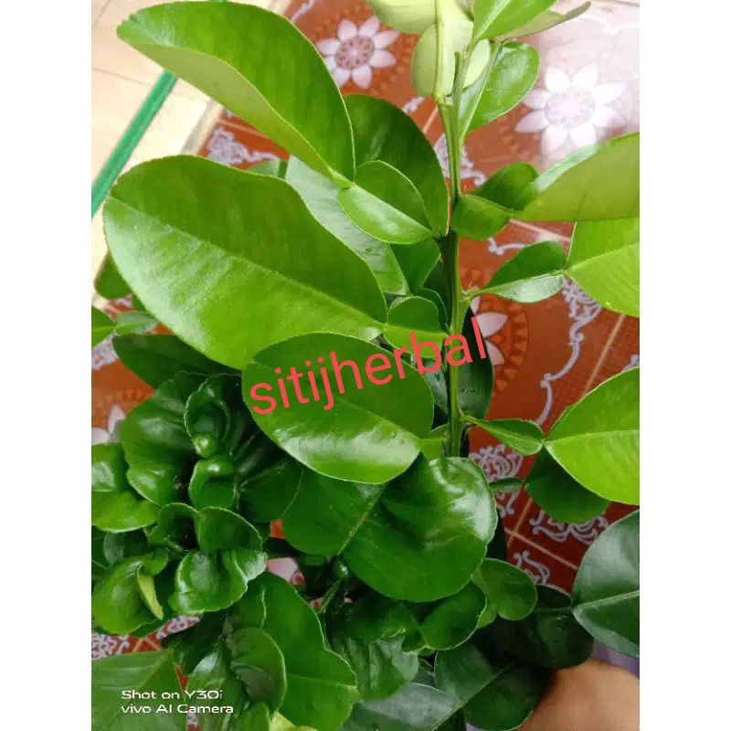 

daun jeruk bali segar 250 gram