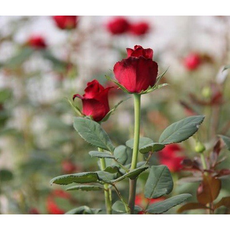 

BUNGA MAWAR TANPA DURI