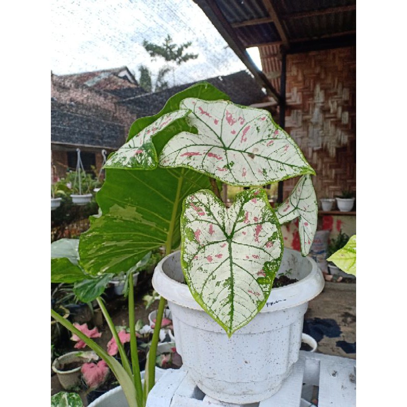 TANAMAN HIAS CALADIUM STRAWBERRY STAR | KELADI HIAS STRAWBERRY STARS | KELADI STRAWBERRY STAR