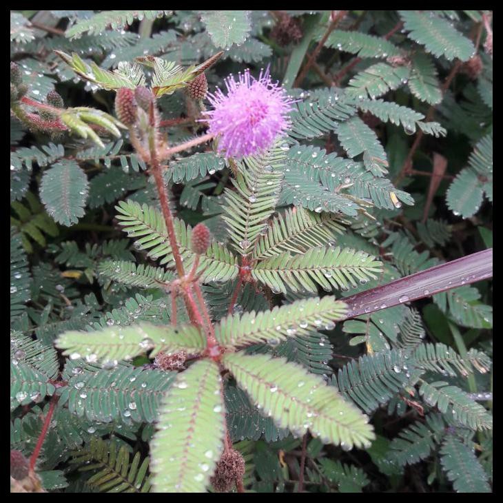 

Daun Putri Malu Segar 500 Grm