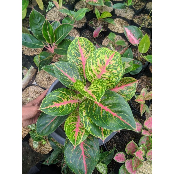 AGLONEMA BIG PAPA RUMPUN