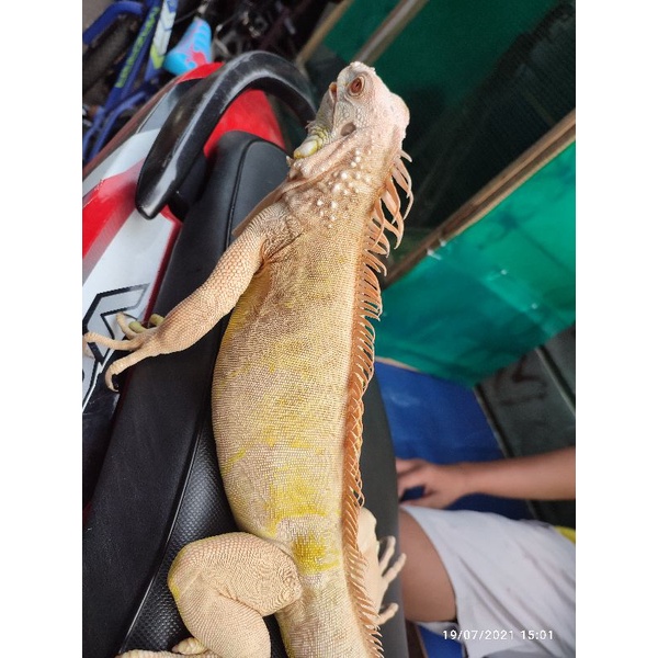 iguana albino