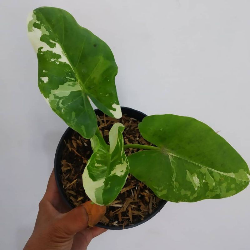 alocasia sente varigata albo