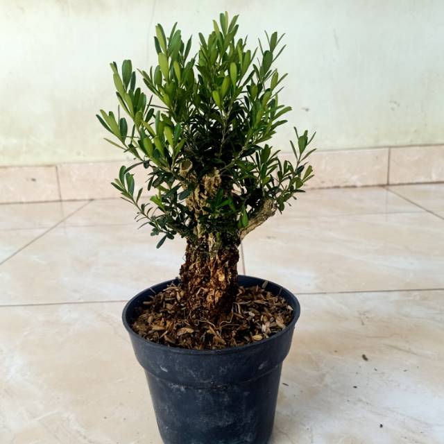 Bonsai boxus - tanaman bonsai boxus
