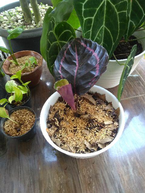 Tanaman Hias Calathea Black Lipstik - Meranti Papua