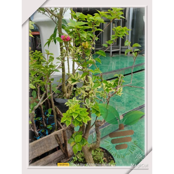bibit bunga bougenville semi bonsai | batang besar stek 3_4warna