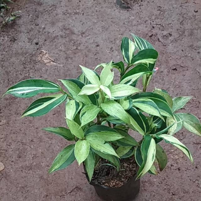 Tanaman hias pacing pentul varigata | pohon pacing varigata | pacing varigat