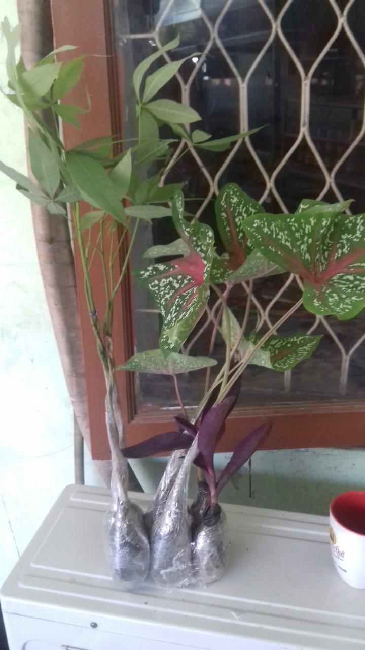 Tanaman Hias Keladi Red