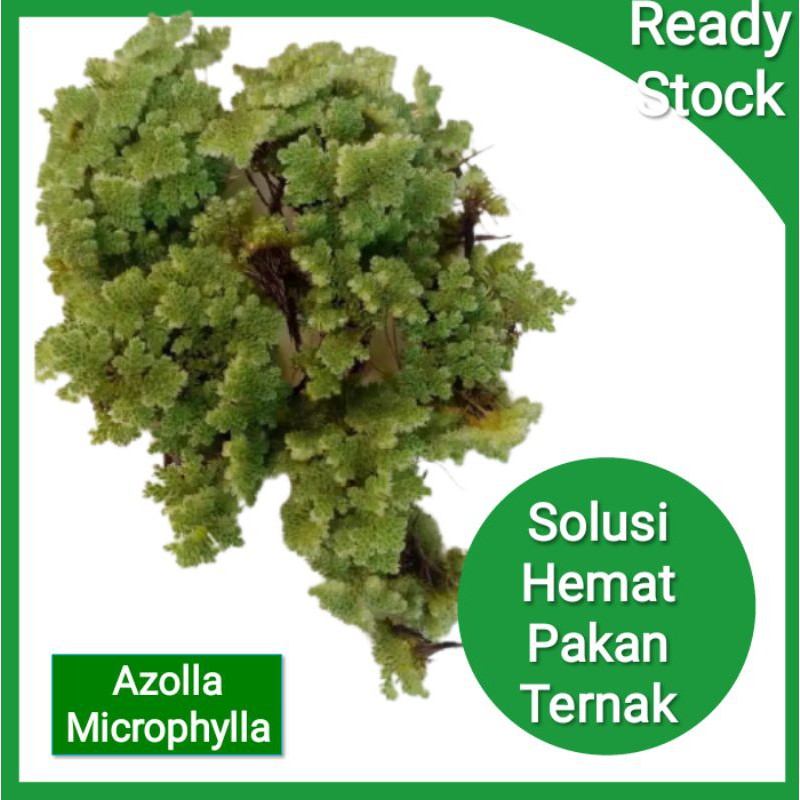 azolla microphylla Bibit Azolla pakan ternak 100 Gram