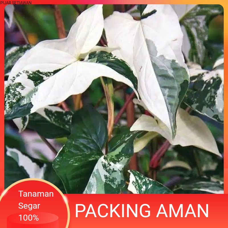 TANAMAN HIAS SYNGONIUM VARIEGATA//SYNGONIUM VARIEGATA