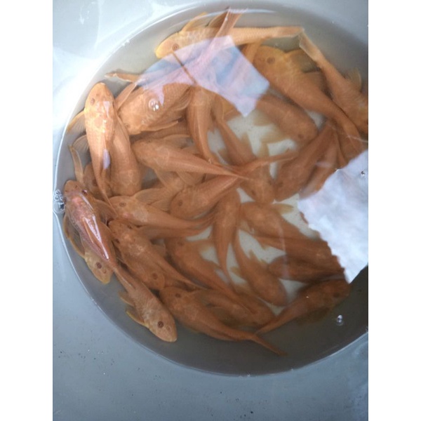ikan sapu sapu