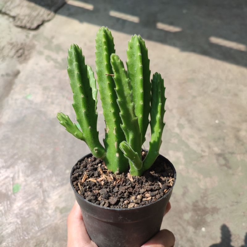 Stapelia gigantea