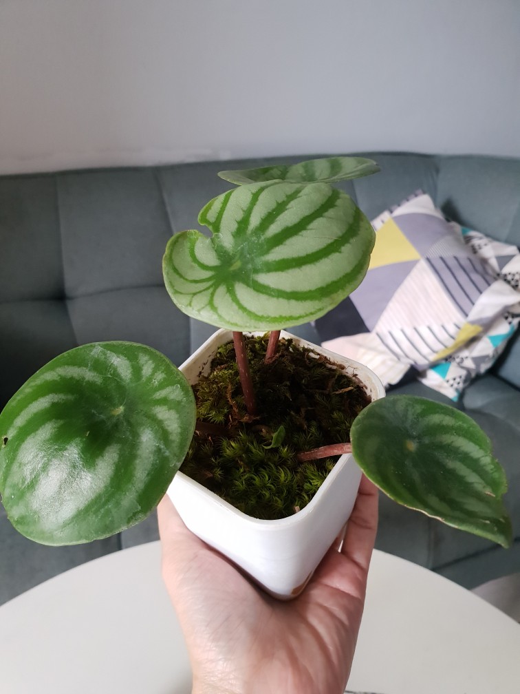 Peperomia Watermelon