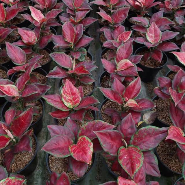 Aglaonema black maroon aglonema